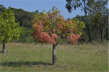 APII jpeg image of Brachychiton x roseus 'Belladonna'  © contact APII