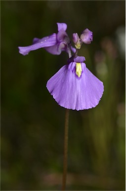 APII jpeg image of Utricularia dichotoma  © contact APII