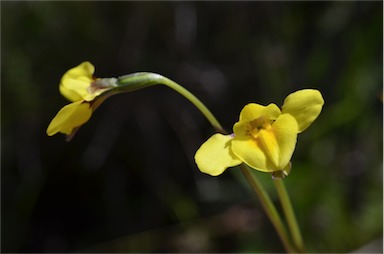 APII jpeg image of Diuris monticola  © contact APII