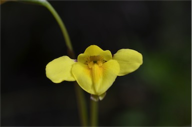 APII jpeg image of Diuris monticola  © contact APII