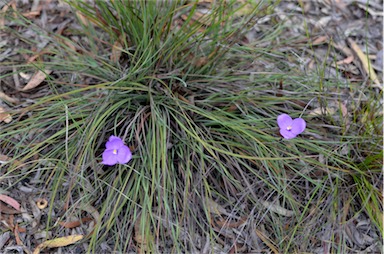 APII jpeg image of Patersonia sericea var. sericea  © contact APII