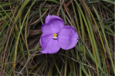 APII jpeg image of Patersonia sericea var. sericea  © contact APII