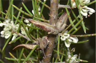 APII jpeg image of Hakea teretifolia subsp. teretifolia  © contact APII