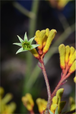 APII jpeg image of Anigozanthos 'Bush Pioneer'  © contact APII