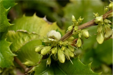 APII jpeg image of Graptophyllum spinigerum aff.  © contact APII