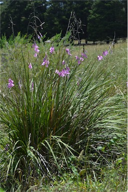 APII jpeg image of Dierama pendulum  © contact APII