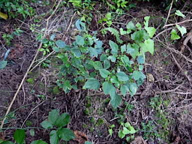 APII jpeg image of Acalypha indica  © contact APII