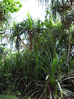 APII jpeg image of Pandanus christmatensis  © contact APII