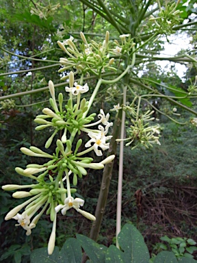 APII jpeg image of Carica papaya  © contact APII