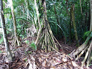 APII jpeg image of Pandanus elatus  © contact APII