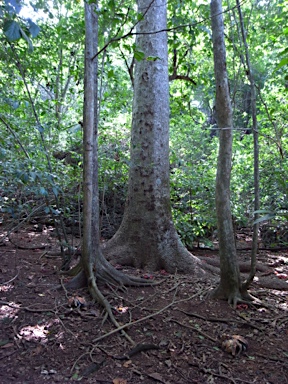 APII jpeg image of Gyrocarpus americanus  © contact APII