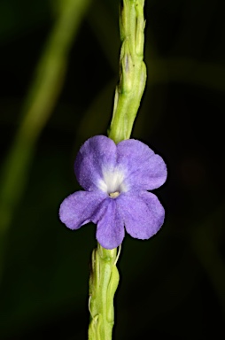 APII jpeg image of Stachytarpheta jamaicensis  © contact APII