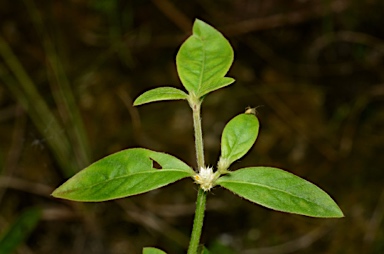 APII jpeg image of Alternanthera ficoidea  © contact APII