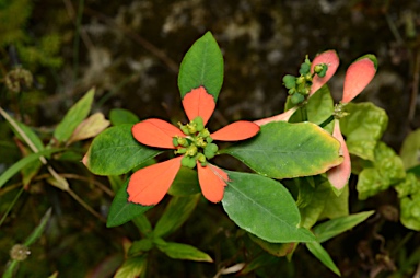 APII jpeg image of Euphorbia cyathophora  © contact APII