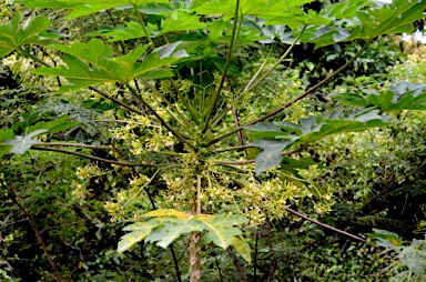 APII jpeg image of Carica papaya  © contact APII