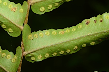 APII jpeg image of Nephrolepis multiflora  © contact APII