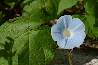 APII jpeg image of Ipomoea nil  © contact APII