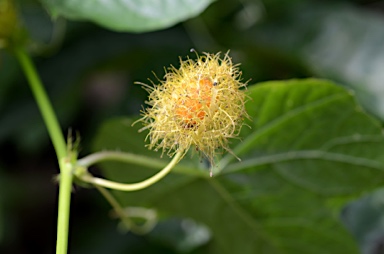 APII jpeg image of Passiflora foetida  © contact APII