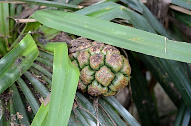 APII jpeg image of Pandanus christmatensis  © contact APII