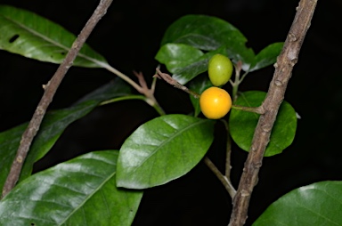 APII jpeg image of Planchonella nitida  © contact APII