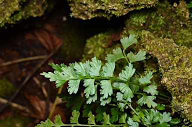 APII jpeg image of Asplenium listeri  © contact APII