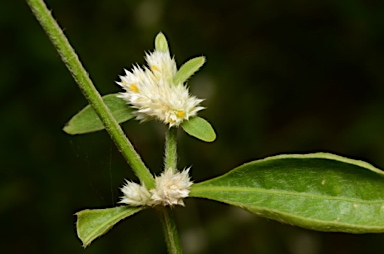 APII jpeg image of Alternanthera ficoidea  © contact APII