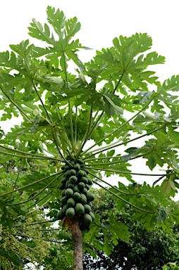 APII jpeg image of Carica papaya  © contact APII