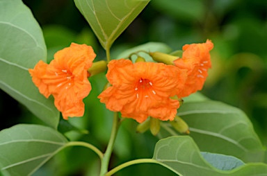 APII jpeg image of Cordia subcordata  © contact APII