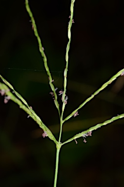 APII jpeg image of Digitaria setigera  © contact APII