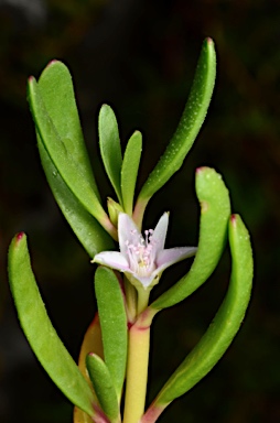 APII jpeg image of Sesuvium portulacastrum  © contact APII