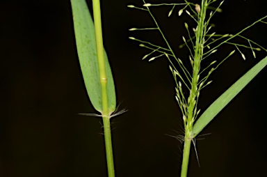 APII jpeg image of Eragrostis amabilis  © contact APII