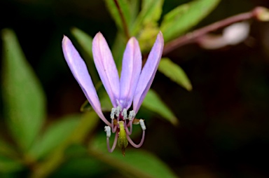 APII jpeg image of Cleome rutidosperma  © contact APII