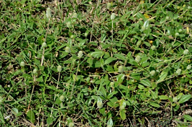 APII jpeg image of Gomphrena celosioides  © contact APII