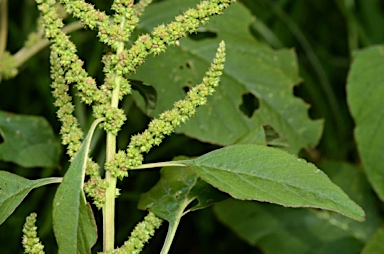 APII jpeg image of Amaranthus viridis  © contact APII