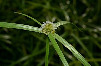 APII jpeg image of Cyperus aromaticus  © contact APII