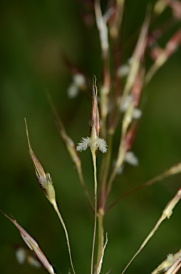 APII jpeg image of Chrysopogon aciculatus  © contact APII