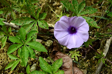 APII jpeg image of Ipomoea cairica  © contact APII