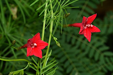 APII jpeg image of Ipomoea quamoclit  © contact APII