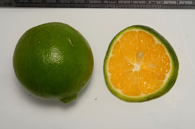 APII jpeg image of Citrus microcarpa  © contact APII