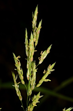 APII jpeg image of Sorghum bicolor  © contact APII