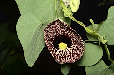 APII jpeg image of Aristolochia elegans  © contact APII