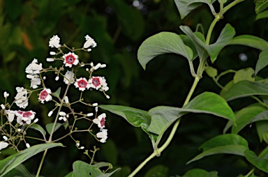 APII jpeg image of Paederia foetida  © contact APII