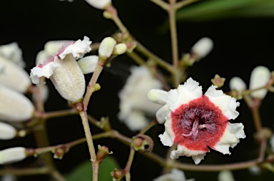 APII jpeg image of Paederia foetida  © contact APII