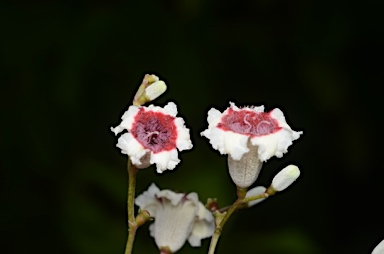 APII jpeg image of Paederia foetida  © contact APII