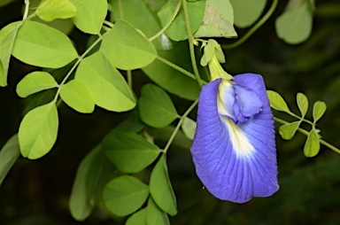 APII jpeg image of Clitoria ternatea  © contact APII