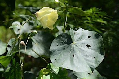 APII jpeg image of Hibiscus tiliaceus  © contact APII