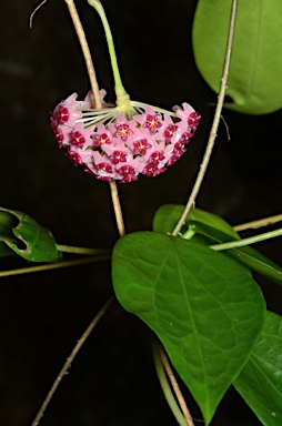 APII jpeg image of Hoya aldrichii  © contact APII