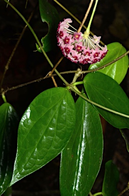 APII jpeg image of Hoya aldrichii  © contact APII