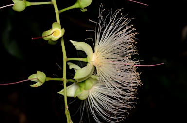 APII jpeg image of Barringtonia racemosa  © contact APII