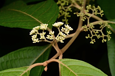 APII jpeg image of Callicarpa longifolia  © contact APII